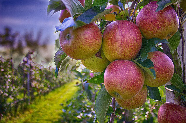 apples in an orchard