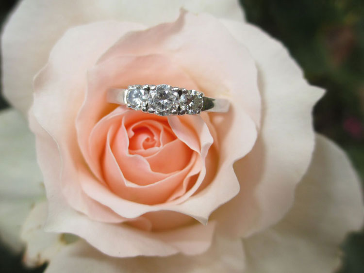 three stone diamond engagement ring resting on rose