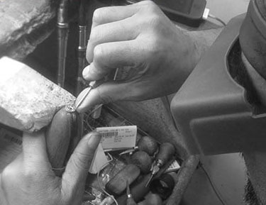 jeweler working on an engagement ring